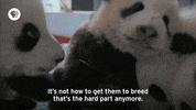 pbs adventure GIF by EARTH A New Wild