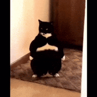 Cat Standing GIF