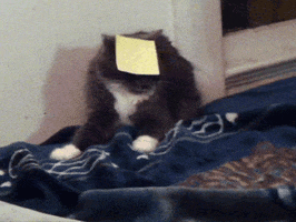 Video gif. A post it note has been stuck on a cat's face and the cat tosses its head around, confused by the darkness.