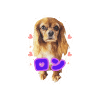 Cavalierkingcharlesspaniel Sticker