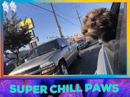 superchillpaws dog perro doggy paws GIF