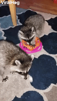 Raccoons on Rug Play with Toy