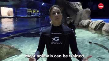 Most Animals Can Be Trained