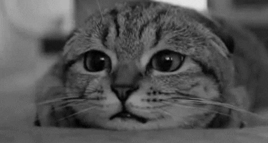 black and white cat GIF