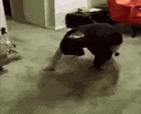 Habit Joetrick GIF