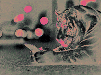 Idc Whatever GIF by Raja The Tiger