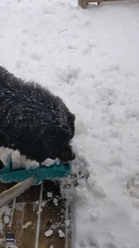'Get Off the Shovel': Dog Hampers Owner's Snow-Clearing Attempt