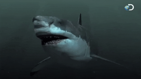 great white swimming GIF by Discovery Europe