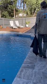 Aussie Snake Catcher Removes Highly Venomous Snake From Pool