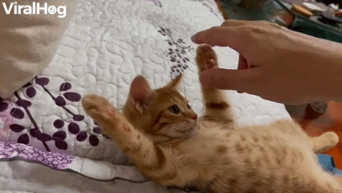 Sleepy Kitten Gets Paw Massage GIF by ViralHog