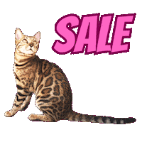 Bengal Cat Sale Sticker by Kitty Fuchs