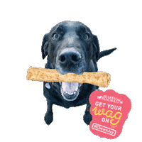 Happy Dog Sticker by EarthAnimal