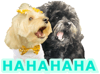 Ha Ha Lol Sticker