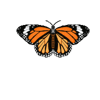 madetodreamco butterfly monarch butterfly pink butterfly cute butterfly Sticker