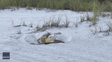Sea Turtle Nests on Florida Beach Before Returning to Ocean
