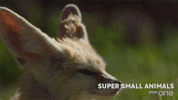 bbc cute animal bbc creature GIF