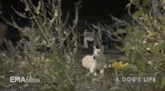 hot docs dog GIF by EMAfilms