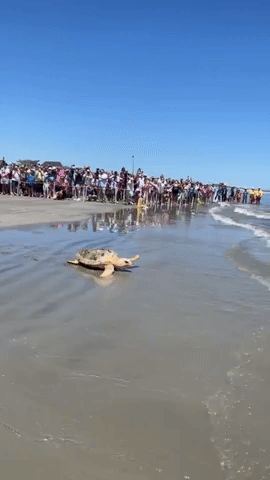 Crowd Cheers as Rehabilitated Sea Turtles Released