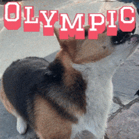 Corgi Olympic GIF