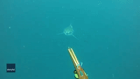 Spearfisher Encounters Great White Shark