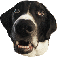 Dog Sticker by the Framehouse