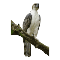 Philippine Eagle Education Sticker by Mandai Wildlife Reserve