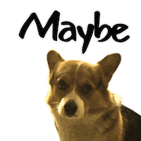 Corgi Milo Sticker
