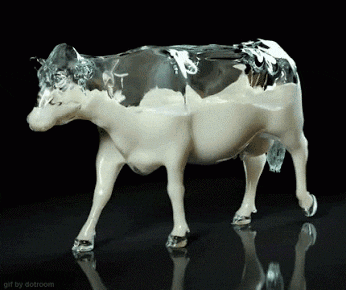 milk cows GIF