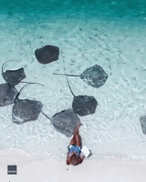Stingrays Keep Beachgoer Company in the Maldives