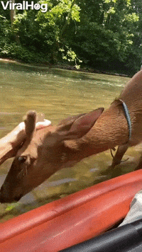 Cute Deer Makes Friends With Kayaker GIF by ViralHog