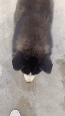 cuteanimalland giphyupload GIF