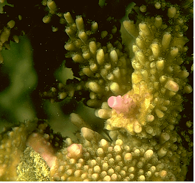 coral GIF