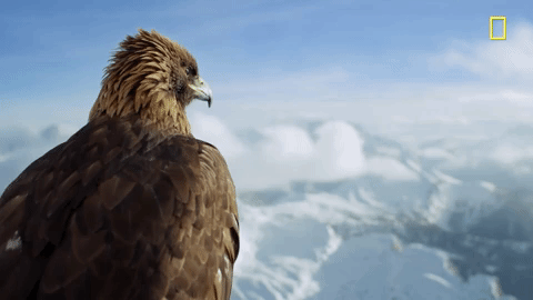nat geo bird GIF by National Geographic Channel