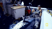 wicked tuna GIF by National Geographic Channel