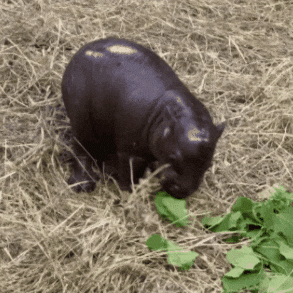 Pygmy Hippo Eating GIF by John Ball Zoo