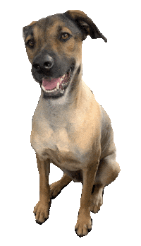 dog doguinho Sticker by Evelyn regly