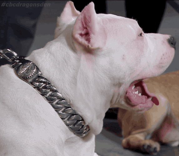 Dragons Den Dog GIF by CBC