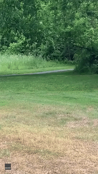 Run Rabbit Run: Dog Tumbles While Chasing Rabbit in Ashburn, Virginia