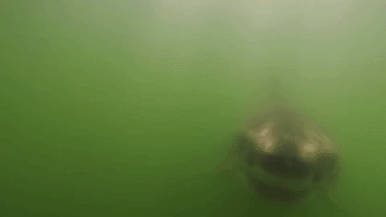 Curious White Shark Swims up to Camera