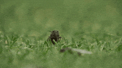 bee grass GIF by Wimbledon