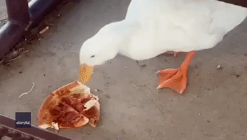 Duck Goes Quackers for Leftover Pizza Found in Scottsdale Park