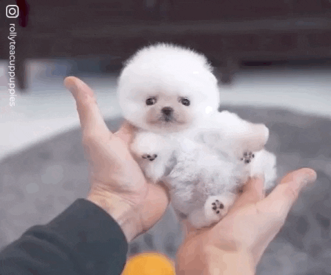 You-cute-little-fucker GIFs - Get the best GIF on GIPHY