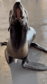 Yell Fur Seal GIF by Valley Zoo Development Society