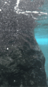 Water Ocean GIF by Valley Zoo Development Society