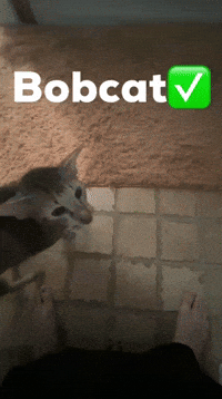 Matt Bobcat GIF