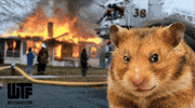 House On Fire Smile GIF by WTF Leagues