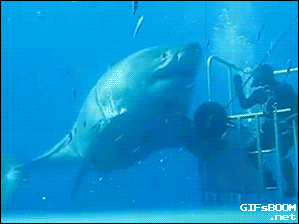 sea shark GIF