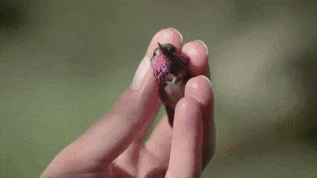 Boise State Bird GIF by Boise State University