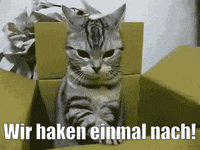 unsereoebb cat katze oebb weltkatzentag GIF