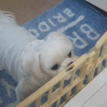 Puppy GIF